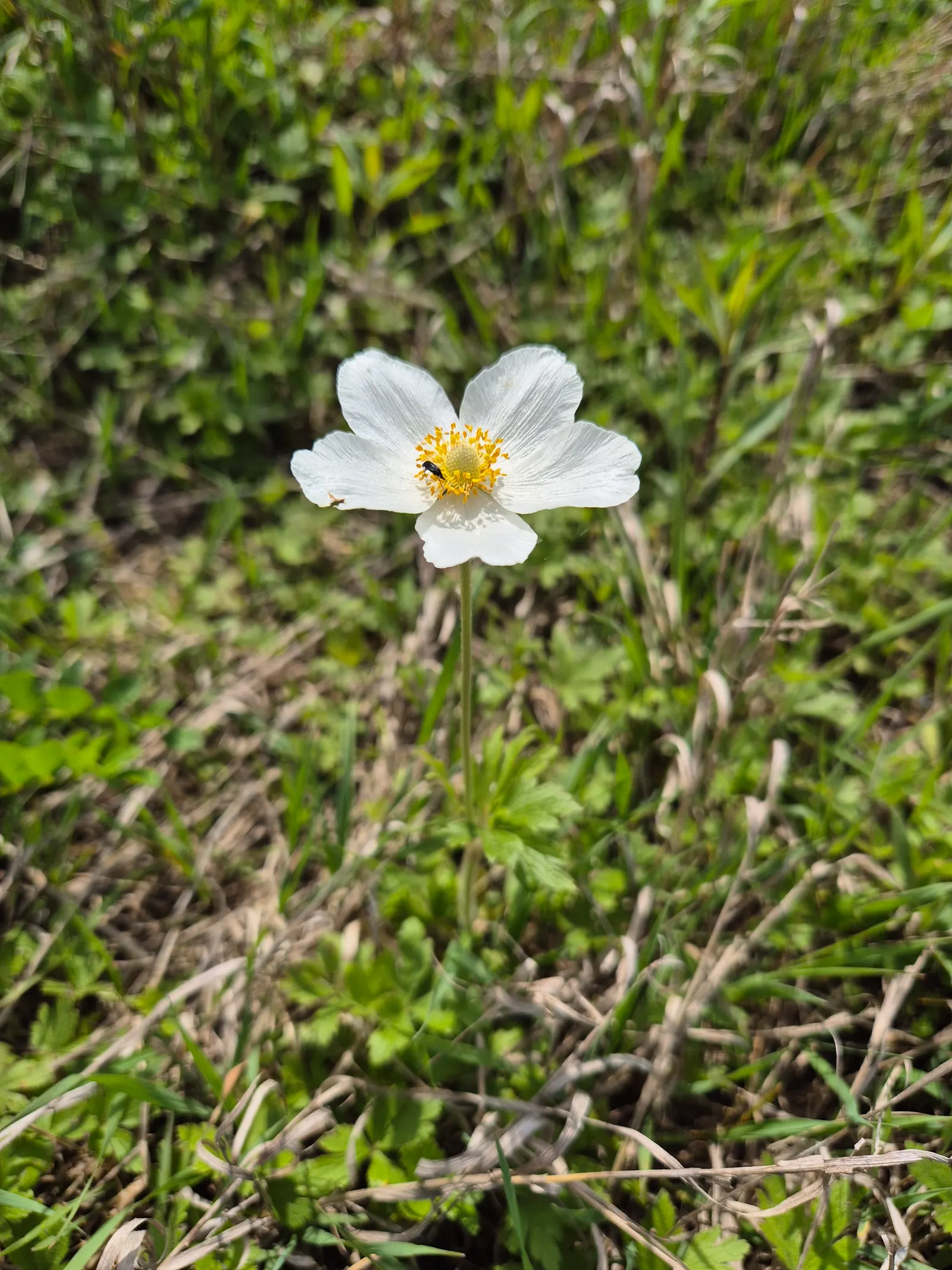 Snowdrop Anemone (Anemone Sylvestris) — Each flower is composed of five snowy petals surrounding a central cluster of bright yellow stamens