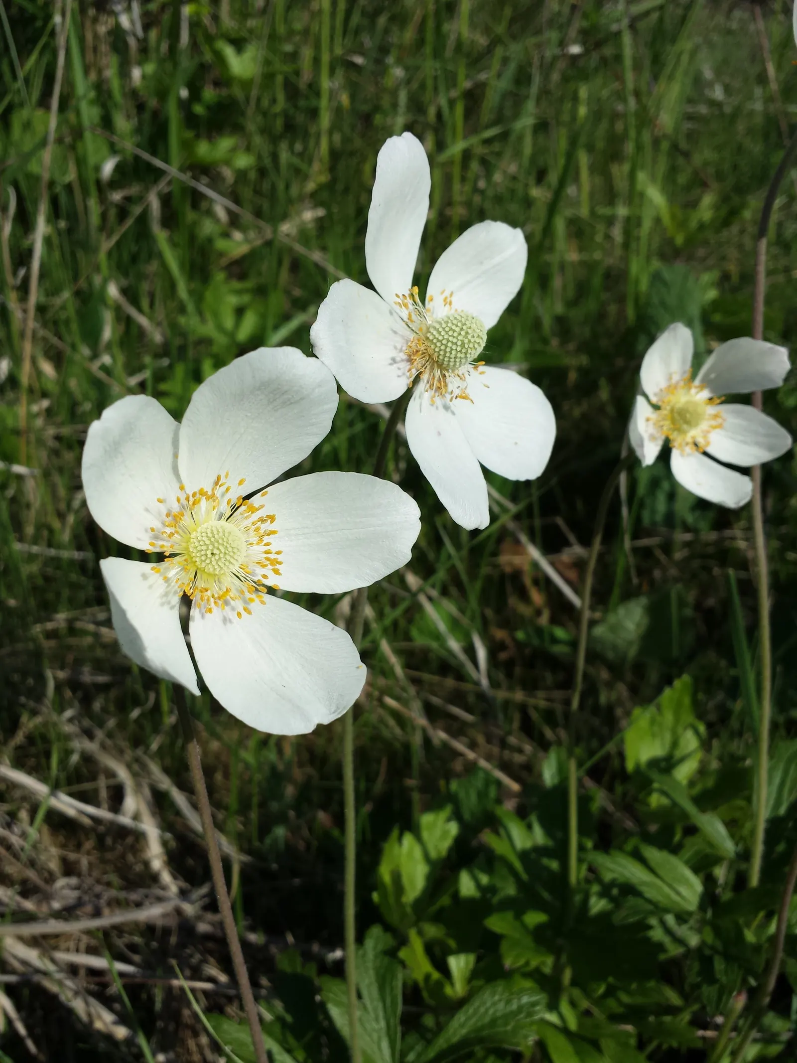 Snowdrop Anemone (Anemone Sylvestris) — ideal for border plantings
