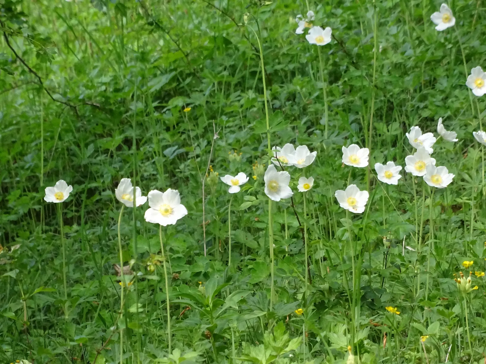 Snowdrop Anemone (Anemone Sylvestris) — white flowers in the garden