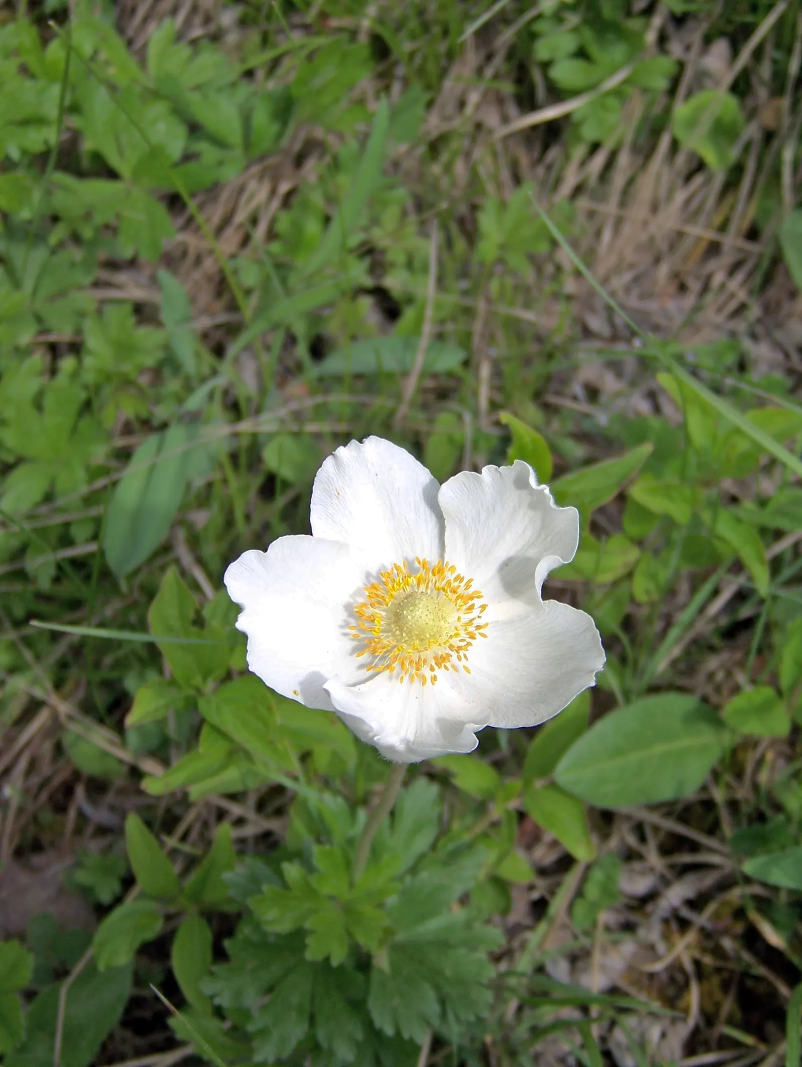 Snowdrop Anemone (Anemone Sylvestris) — Regular watering is essential during dry periods