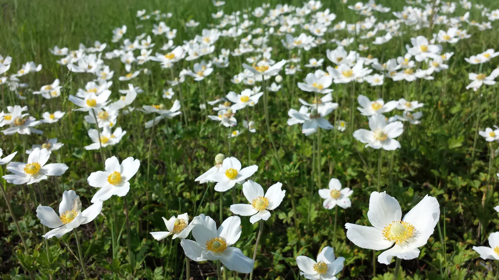 Snowdrop Anemone (Anemone Sylvestris) — with dappled sunlight replicating its native woodland habitat