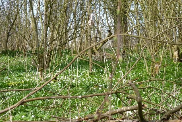 Snowdrop Anemone (Anemone Sylvestris) — adding both aesthetic and practical value to a selected space within their garden