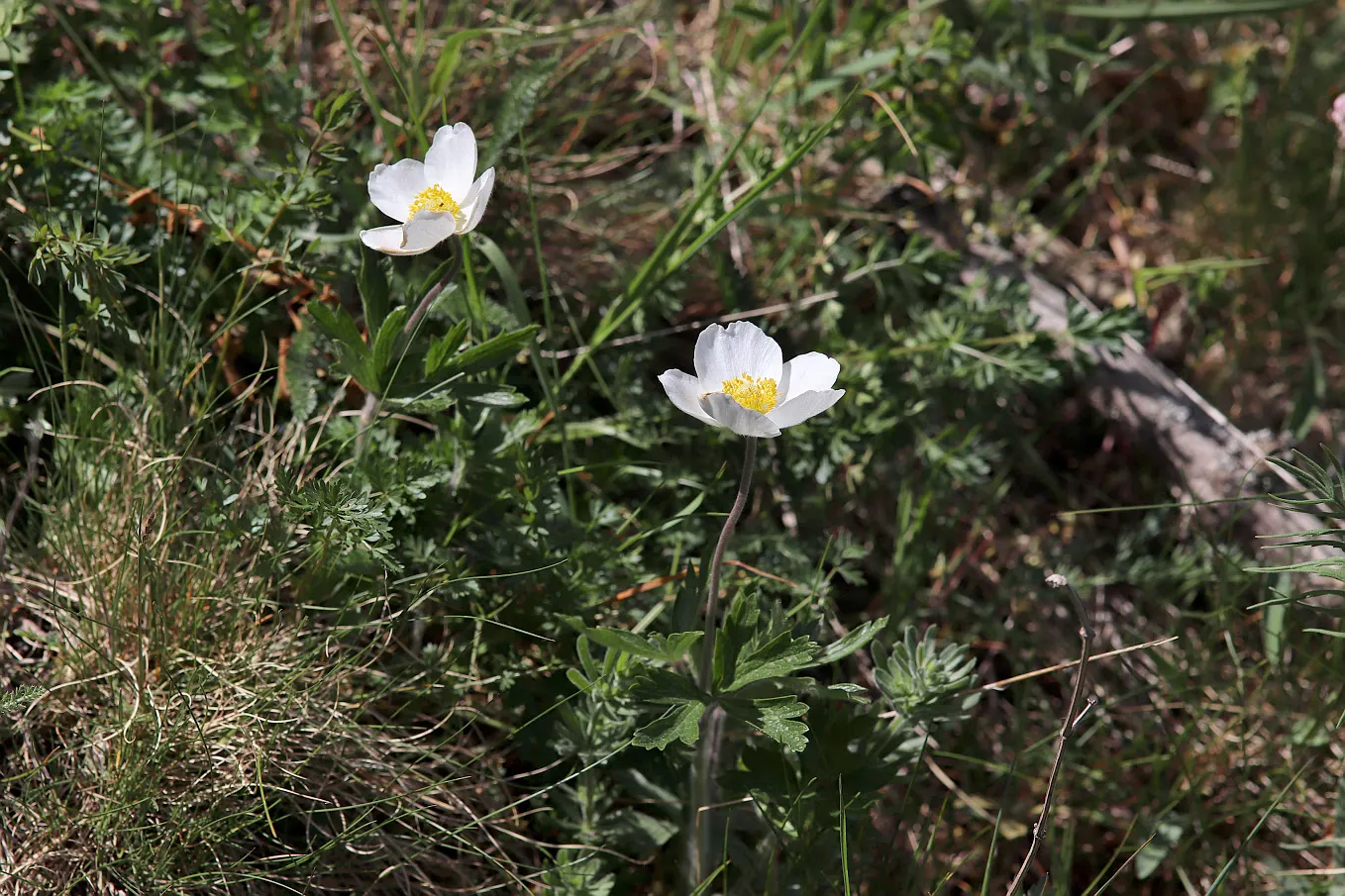 Snowdrop Anemone (Anemone Sylvestris) — Growing 12-18 inches tall and 18-24 inches wide, it thrives in partial shade and well-drained soil; ideal, image 55