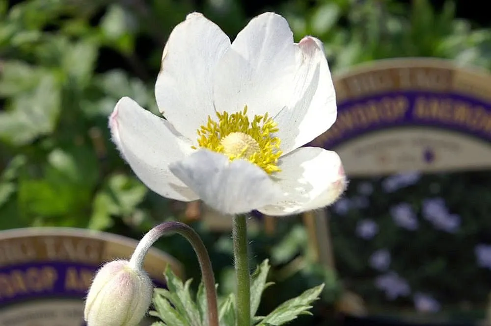 Snowdrop Anemone (Anemone Sylvestris) — It flourishes in USDA Hardiness Zones 4 to 8; ground cover / perennial with white blooms, image 89