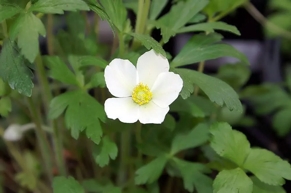Snowdrop Anemone (Anemone Sylvestris) — and a layer of mulch can help retain soil moisture and buffer temperature fluctuations