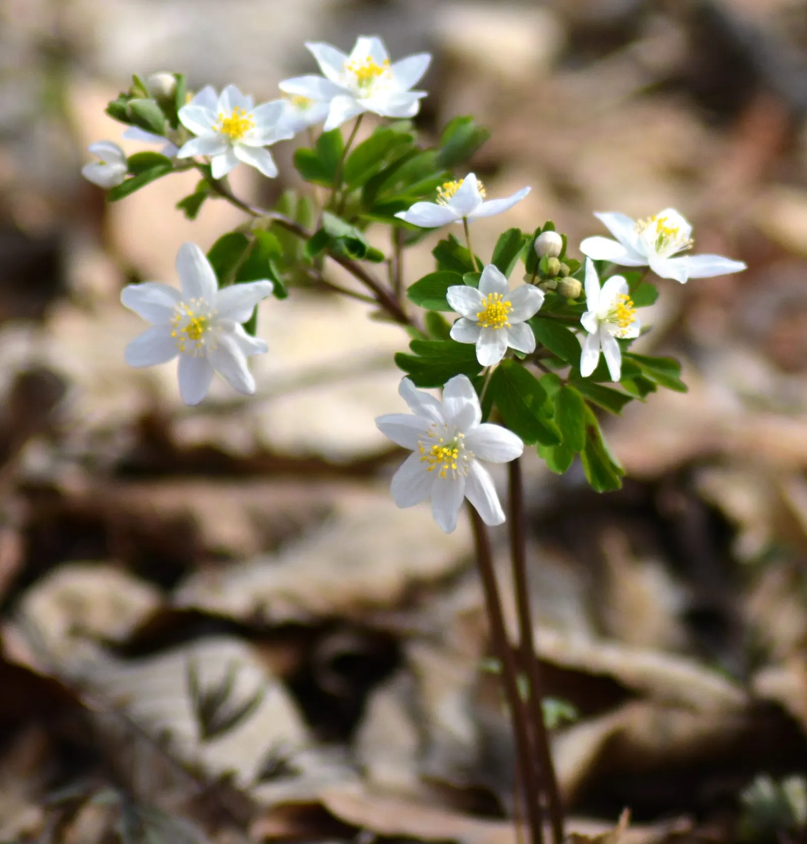 Snowdrop Anemone (Anemone Sylvestris) — belonging to the buttercup family (Ranunculaceae); with dappled sunlight replicating its native woodland, image 87