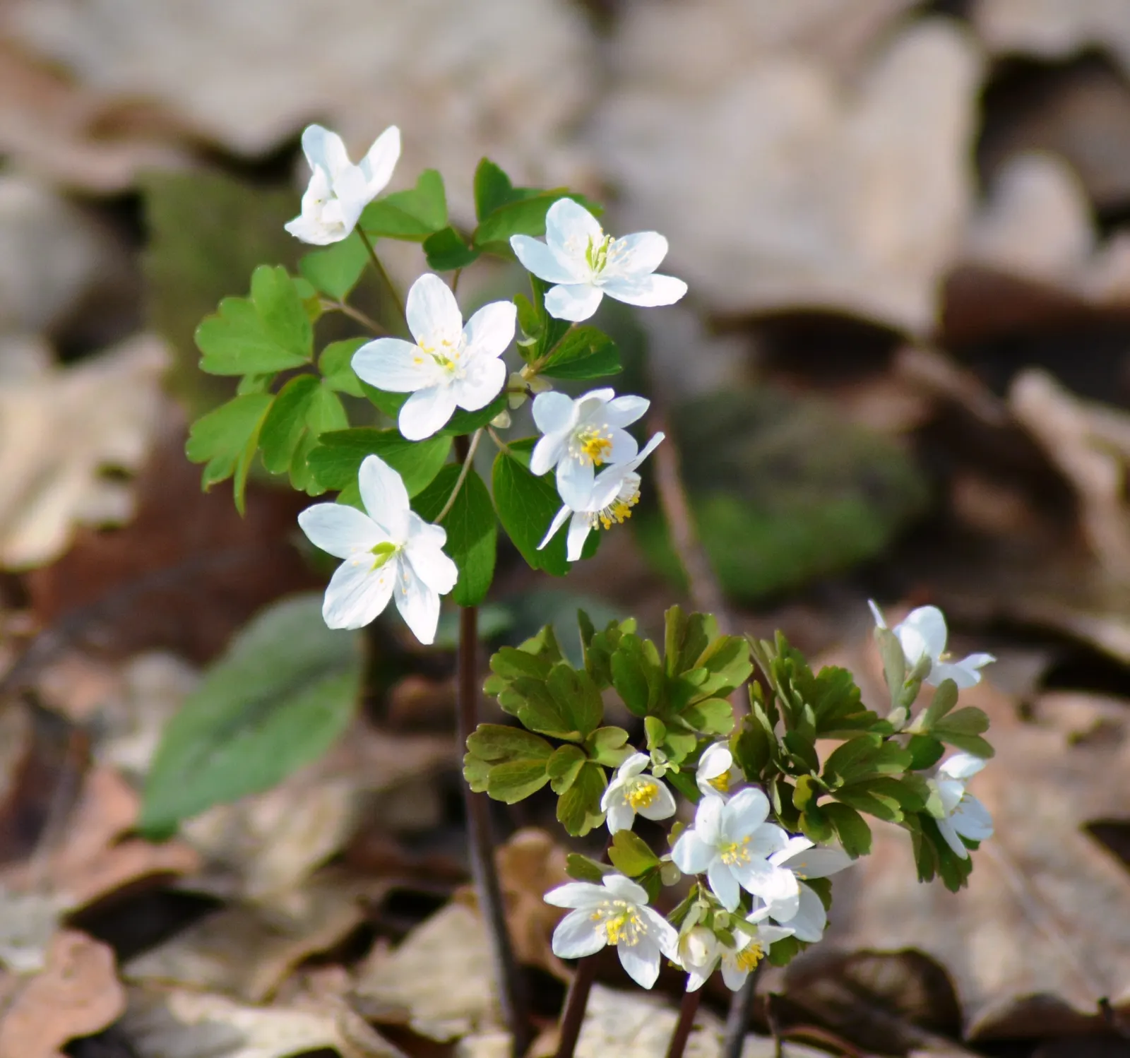 Snowdrop Anemone (Anemone Sylvestris) — the foliage should be cut back to ground level to promote healthy growth for the following season, image 77