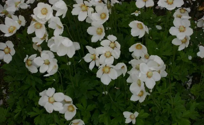 Snowdrop Anemone (Anemone Sylvestris) — adding both aesthetic and practical value to a selected space within their garden; forming an enchanting, image 78