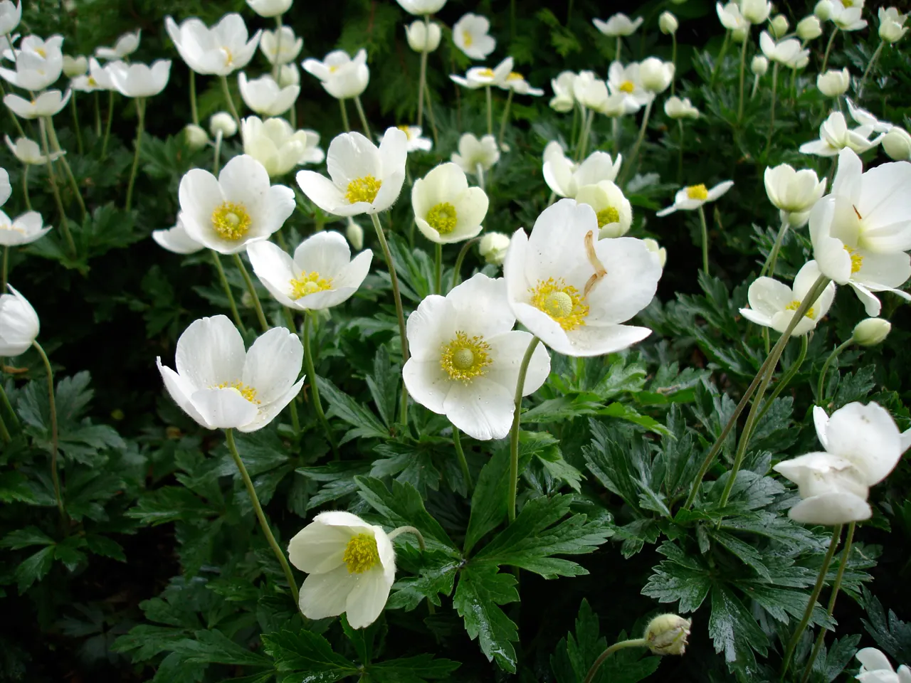 Snowdrop Anemone (Anemone Sylvestris) — Anemone sylvestris presents a compact growth habit