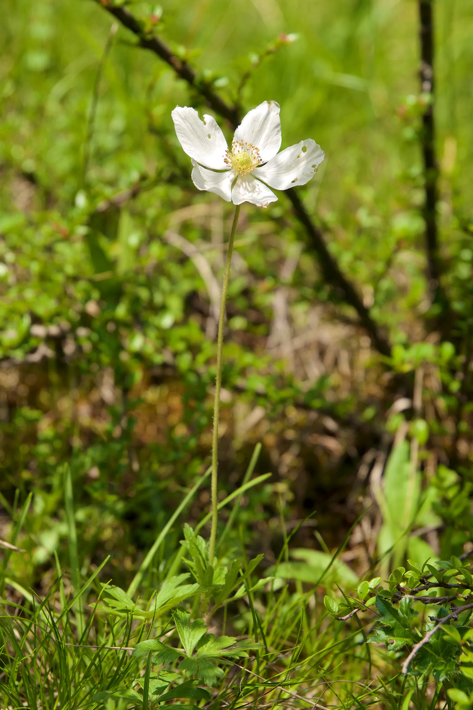 Snowdrop Anemone (Anemone Sylvestris) — Well-drained soil with moderate fertility is ideal