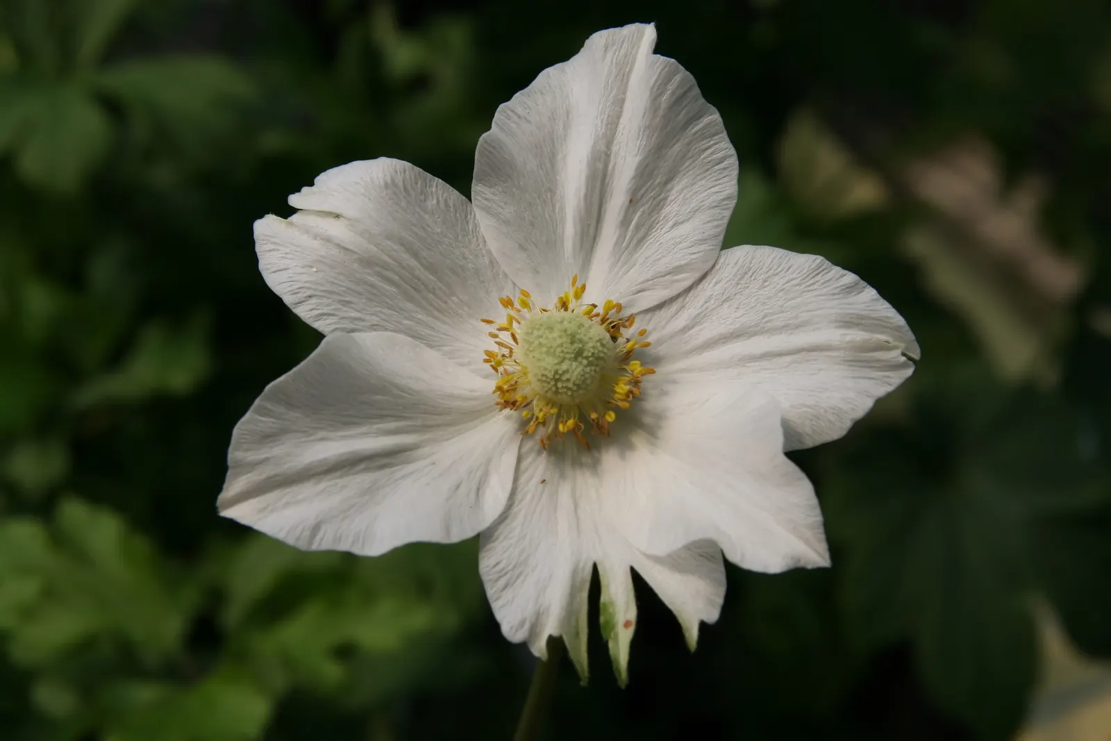 Snowdrop Anemone (Anemone Sylvestris) — providing a delightful contrast that can brighten up any garden space; pure white flowers measuring about 1, image 72
