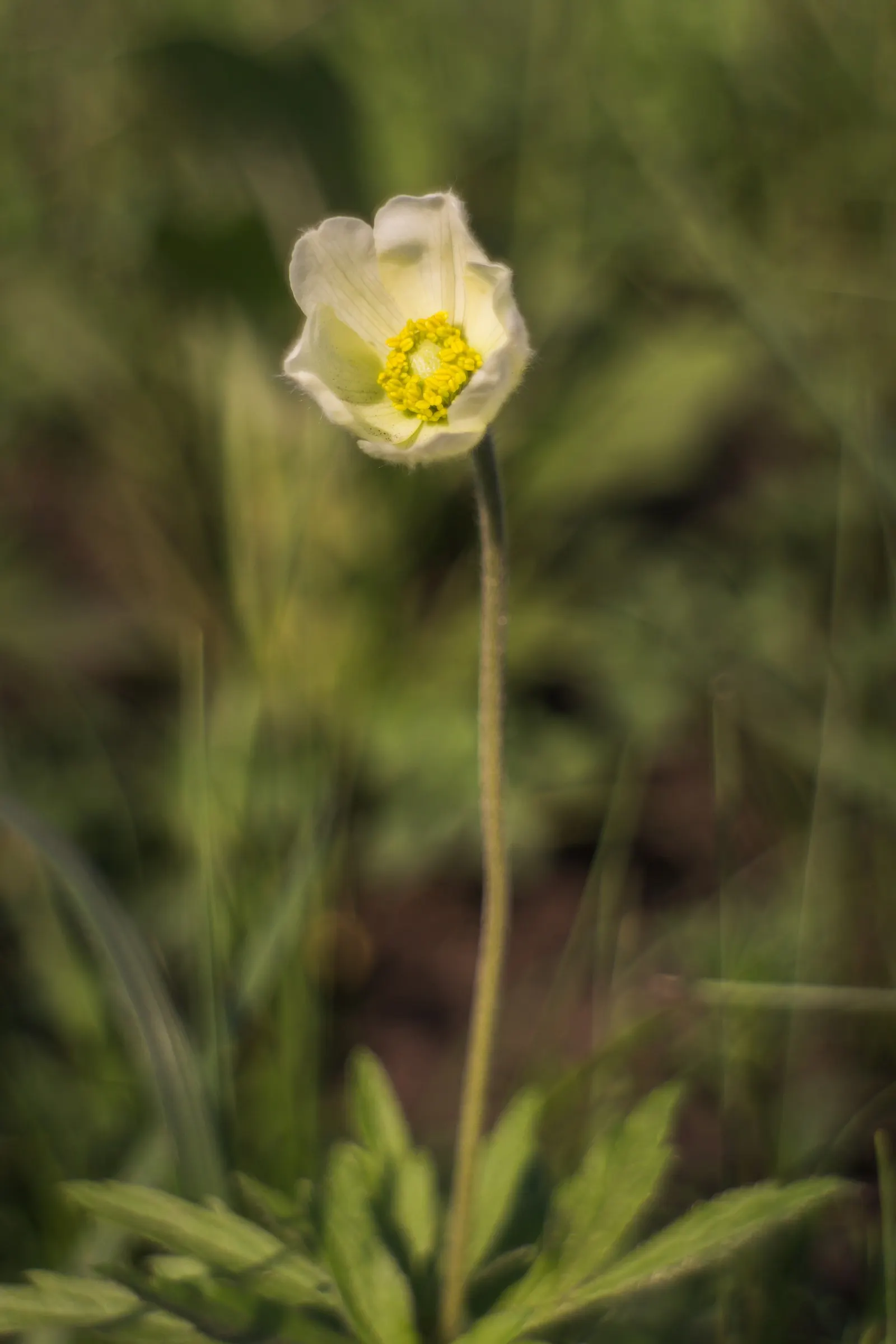 Snowdrop Anemone (Anemone Sylvestris) — It flourishes in USDA Hardiness Zones 4 to 8; ground cover / perennial with white blooms