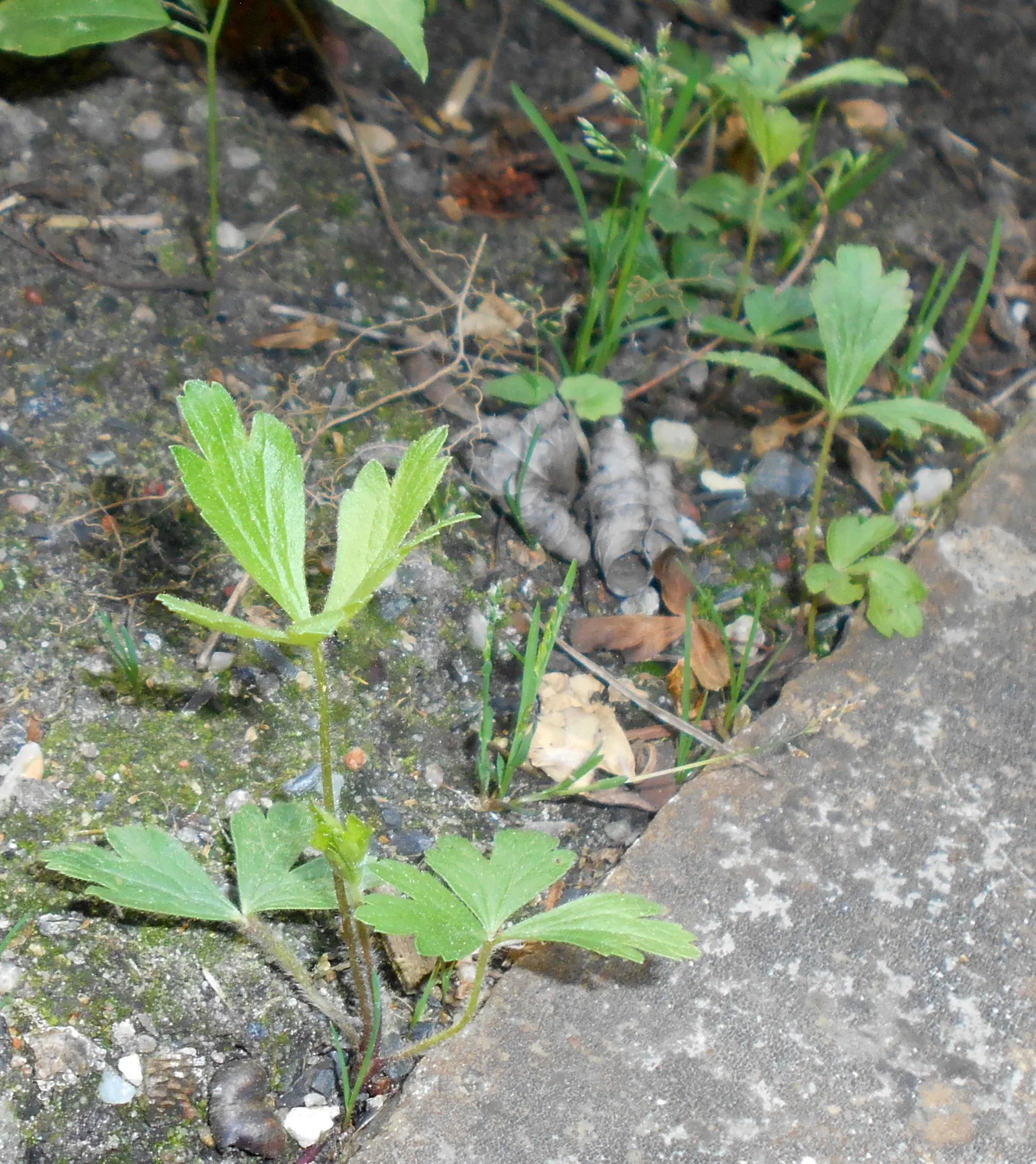 Snowdrop Anemone (Anemone Sylvestris) — white flowers in the garden; ideal for border plantings, image 79