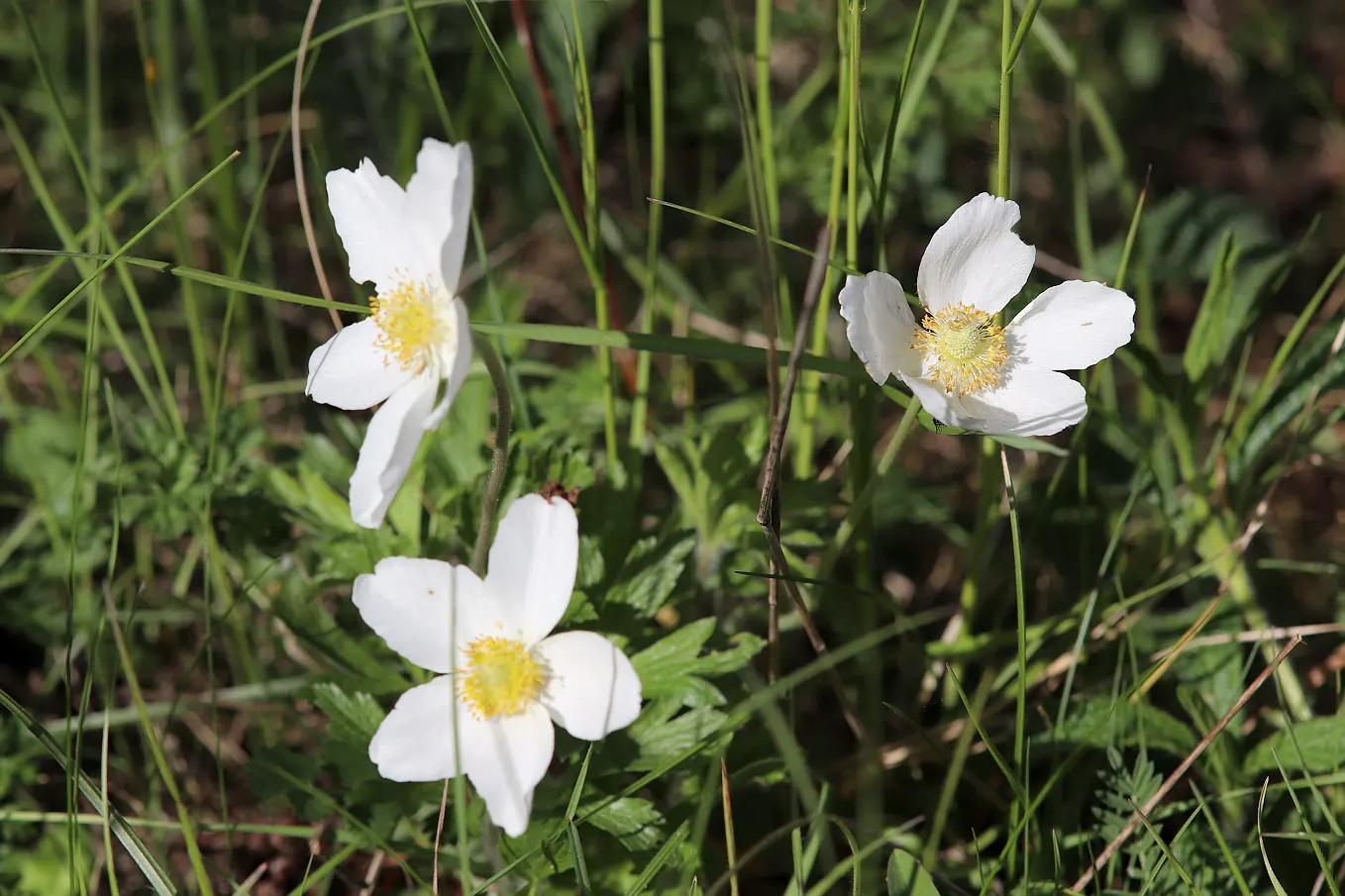Snowdrop Anemone (Anemone Sylvestris) — forming an enchanting carpet of flowers
