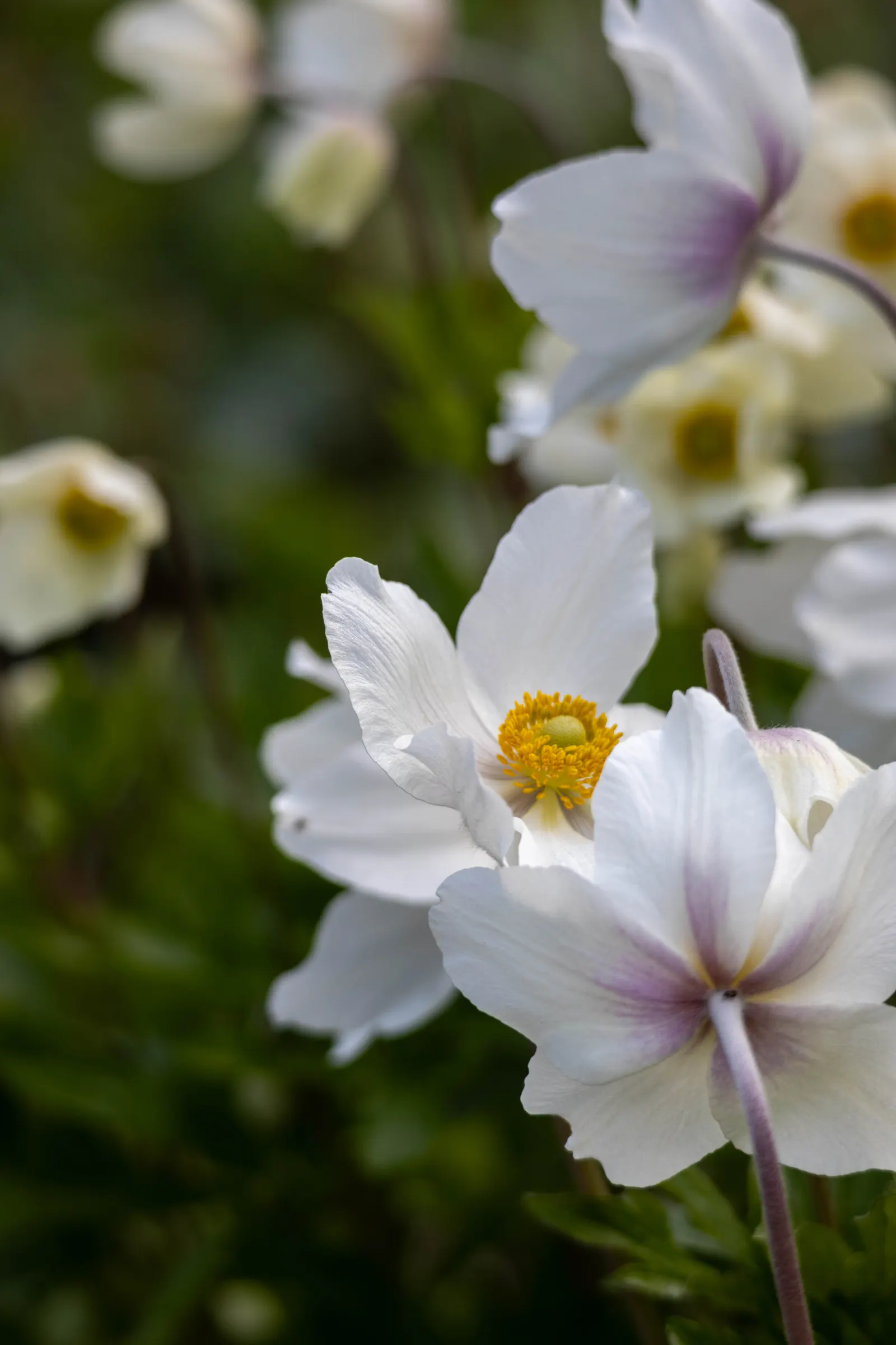 Snowdrop Anemone (Anemone Sylvestris) — Anemone sylvestris presents a compact growth habit; belonging to the buttercup family (Ranunculaceae), image 63