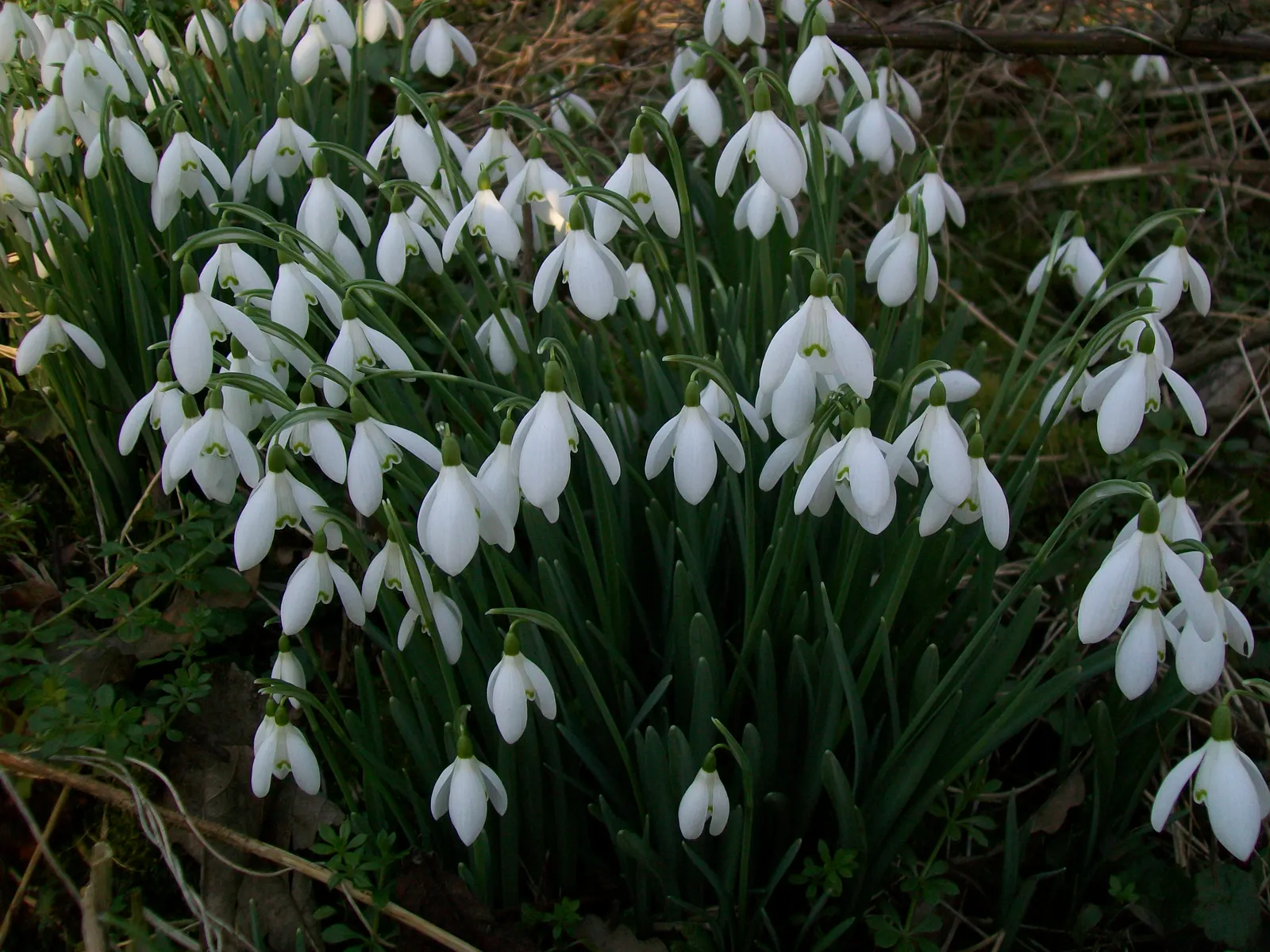 Snowdrop Anemone (Anemone Sylvestris) — ground cover / perennial for full or half or shade; adding both aesthetic and practical value to a selected space