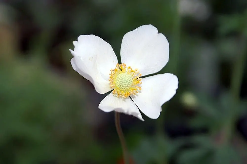 Snowdrop Anemone (Anemone Sylvestris) — Growing 12-18 inches tall and 18-24 inches wide, it thrives in partial shade and well-drained soil; ideal for
