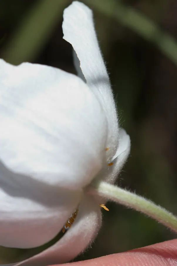 Snowdrop Anemone (Anemone Sylvestris) — also known by its scientific name Anemone sylvestris, image 32