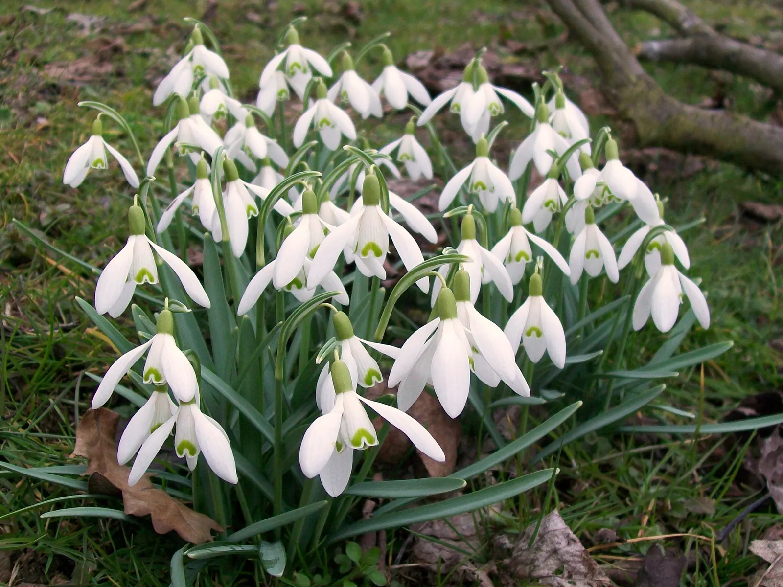 Snowdrop Anemone (Anemone Sylvestris) — forming an enchanting carpet of flowers; providing a delightful contrast that can brighten up any garden space