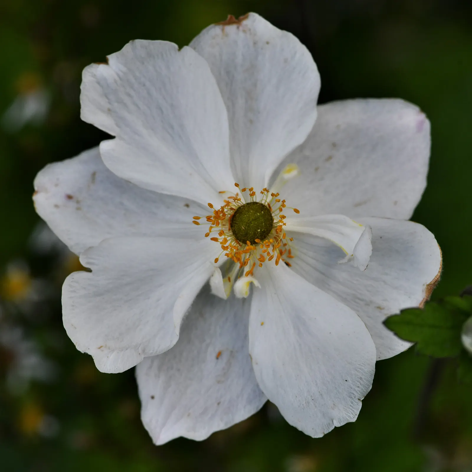 Snowdrop Anemone (Anemone Sylvestris) — forming an enchanting carpet of flowers; providing a delightful contrast that can brighten up any garden, image 84