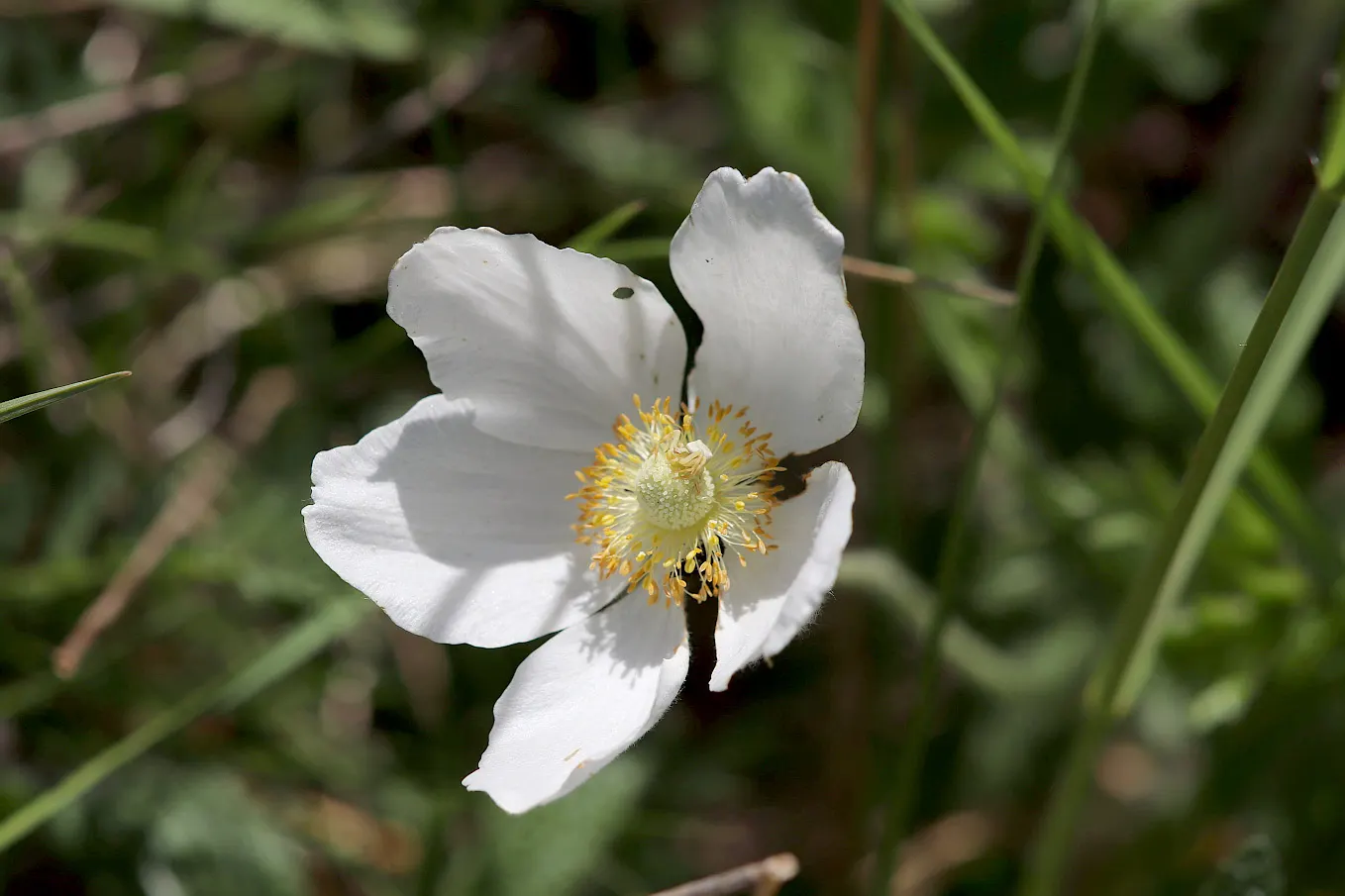 Snowdrop Anemone (Anemone Sylvestris) — which bloom profusely in late spring and offer a sporadic reblooming in autumn; growing 12-18 inches tall, image 70