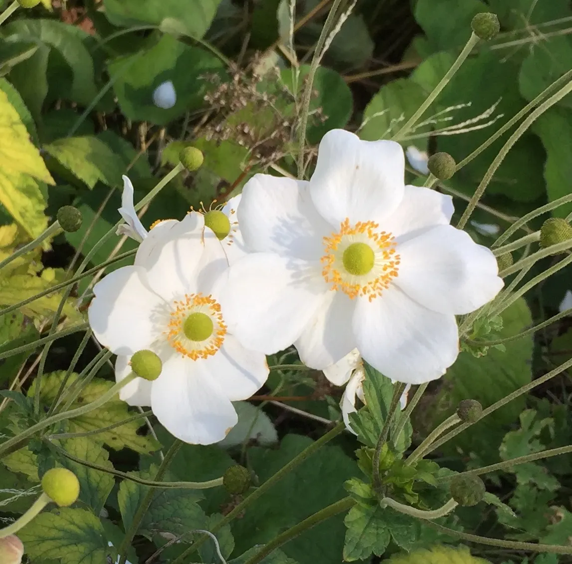 Snowdrop Anemone (Anemone Sylvestris) — Regular watering is essential during dry periods; anemone sylvestris presents a compact growth habit