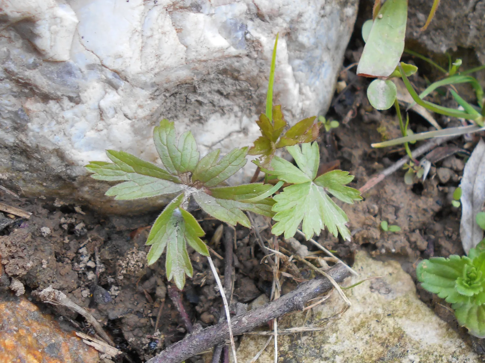 Snowdrop Anemone (Anemone Sylvestris) — but it can tolerate a range of soil conditions.<br><br>The plant features deeply lobed leaves and striking