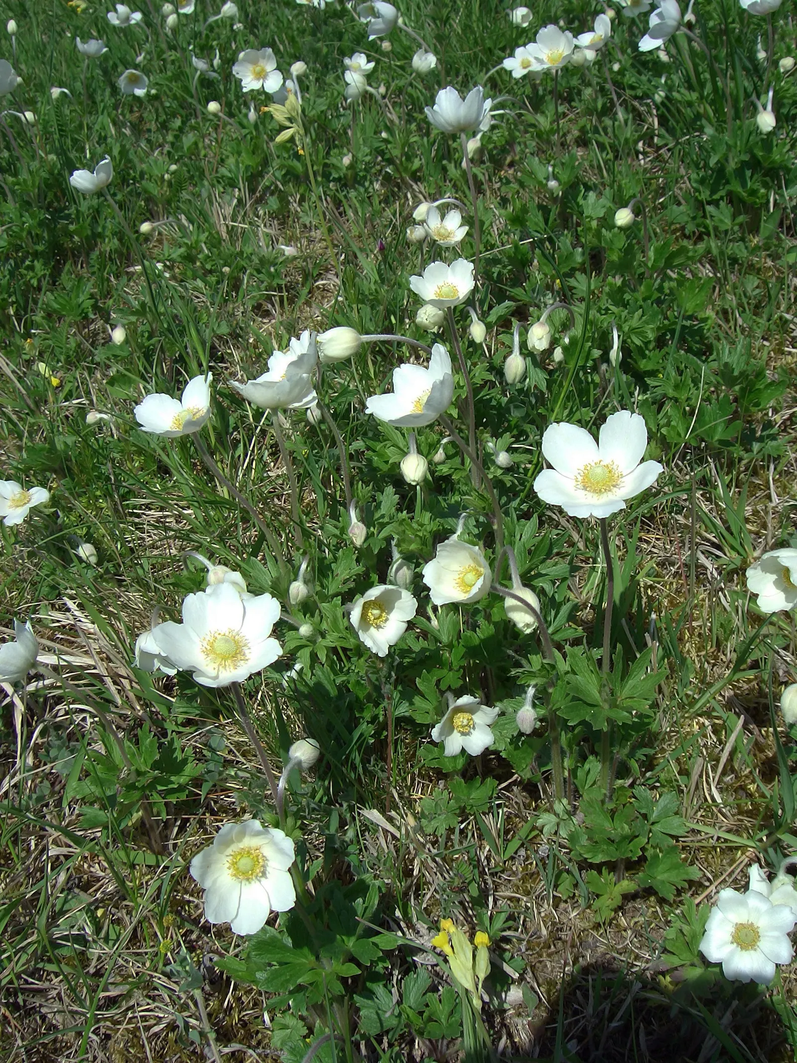Snowdrop Anemone (Anemone Sylvestris) — ground cover / perennial for full or half or shade