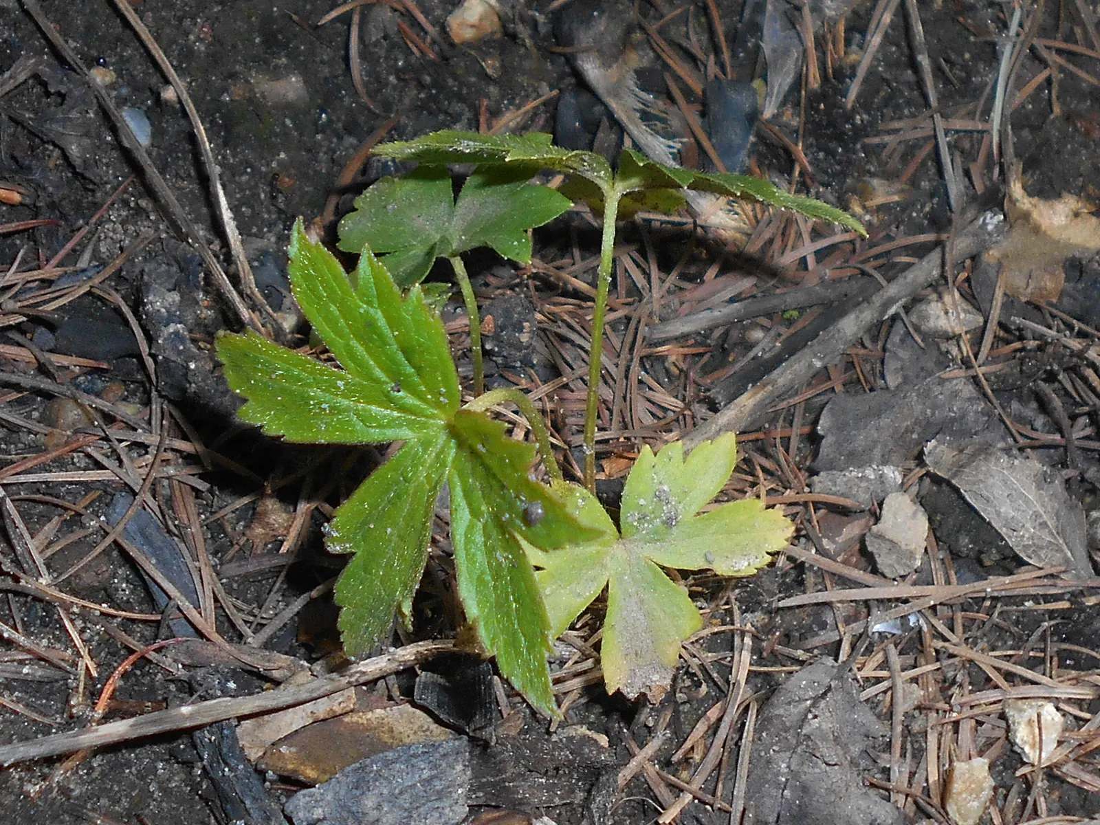 Snowdrop Anemone (Anemone Sylvestris) — adding another layer of sensory appeal.<br><br>Maintenance needs for the Snowdrop Anemone are relatively, image 74