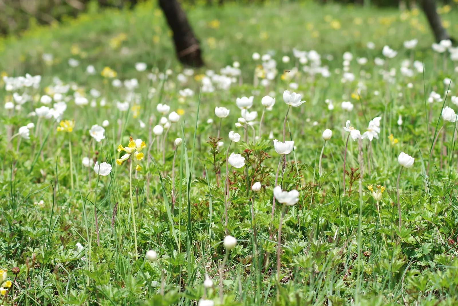 Snowdrop Anemone (Anemone Sylvestris) — Its attractive foliage provides a lush backdrop in woodland gardens or along borders; it prefers partially, image 83