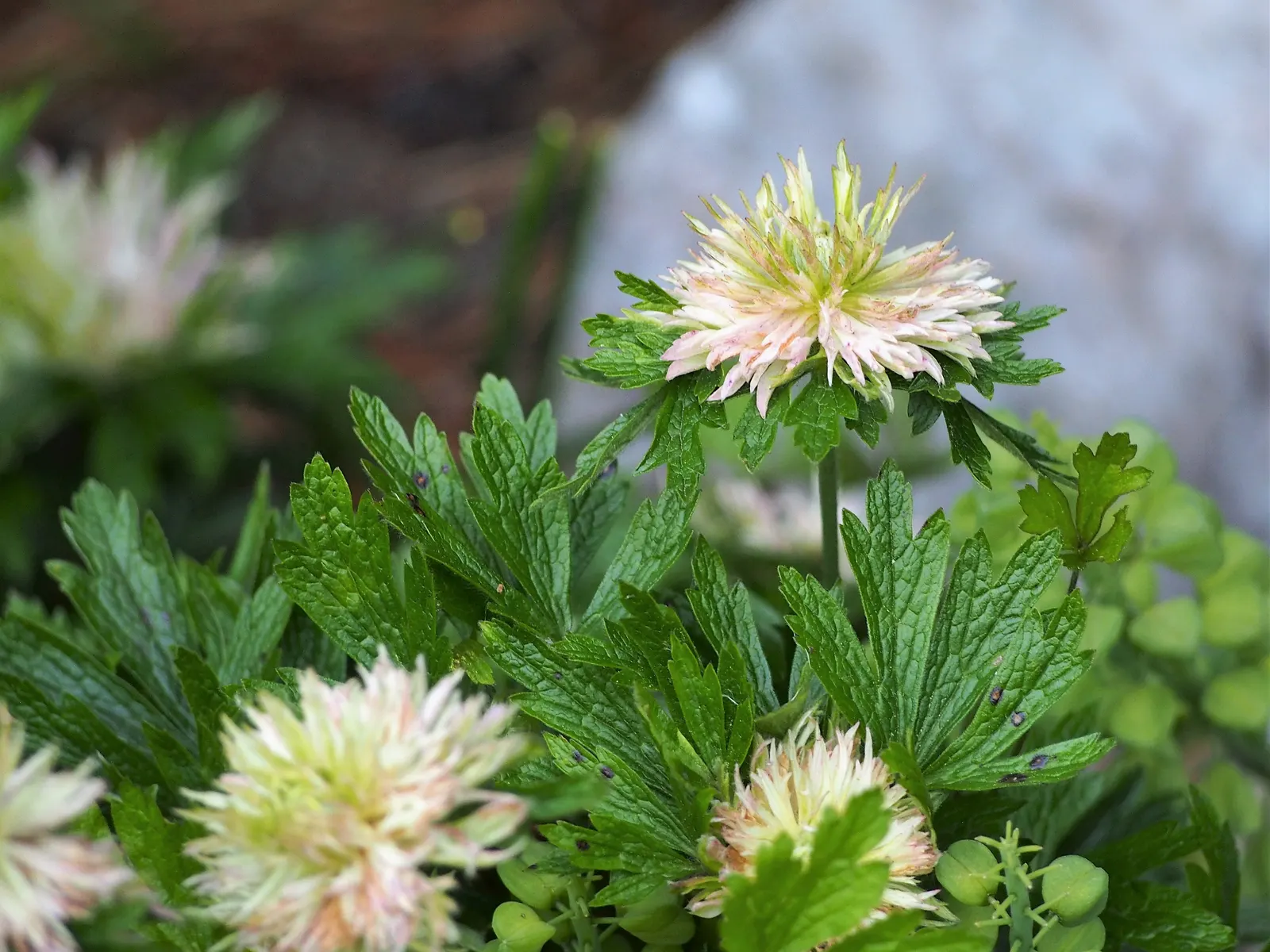Snowdrop Anemone (Anemone Sylvestris) — white flowers in the garden; ideal for border plantings