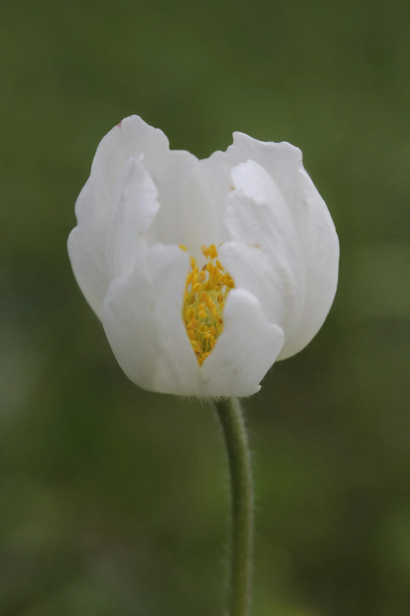 Snowdrop Anemone (Anemone Sylvestris) — Regular watering is essential during dry periods; anemone sylvestris presents a compact growth habit, image 75