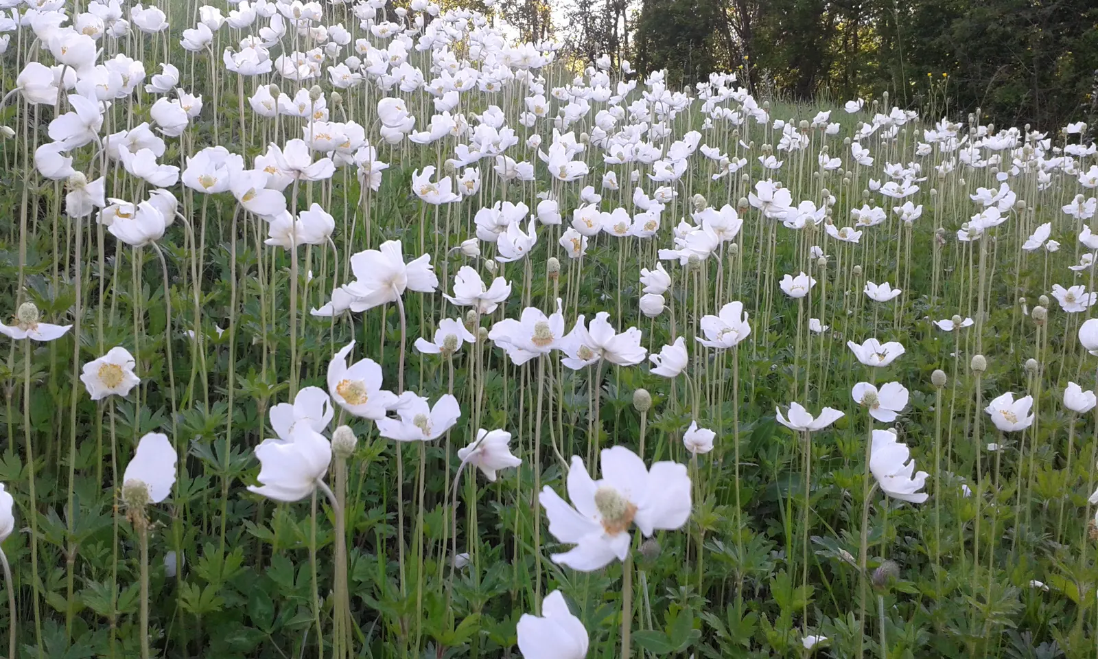 Snowdrop Anemone (Anemone Sylvestris) — also known by its scientific name Anemone sylvestris, image 59