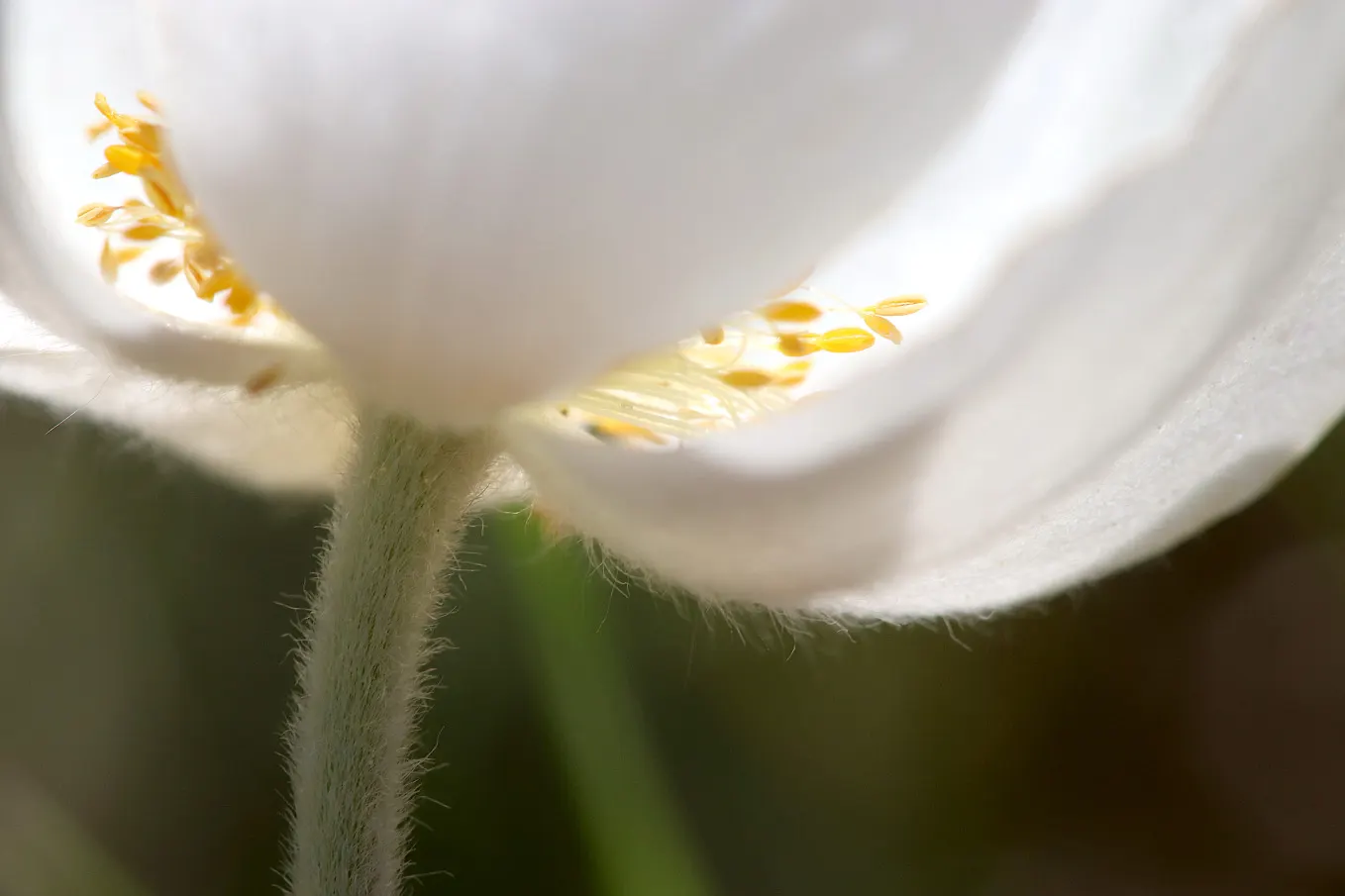 Snowdrop Anemone (Anemone Sylvestris) — ideal for border plantings; well-drained soil with moderate fertility is ideal, image 64