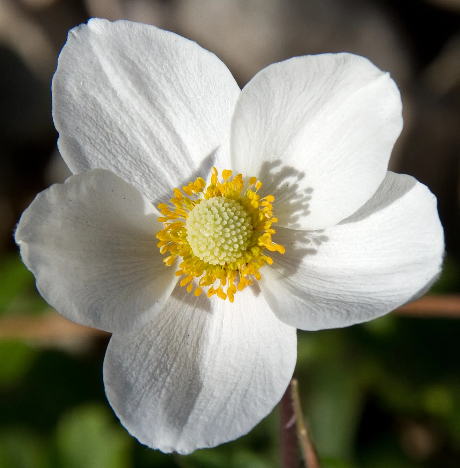 Snowdrop Anemone (Anemone Sylvestris) — ideal for naturalistic or cottage-style landscapes; white flowers in the garden, image 85