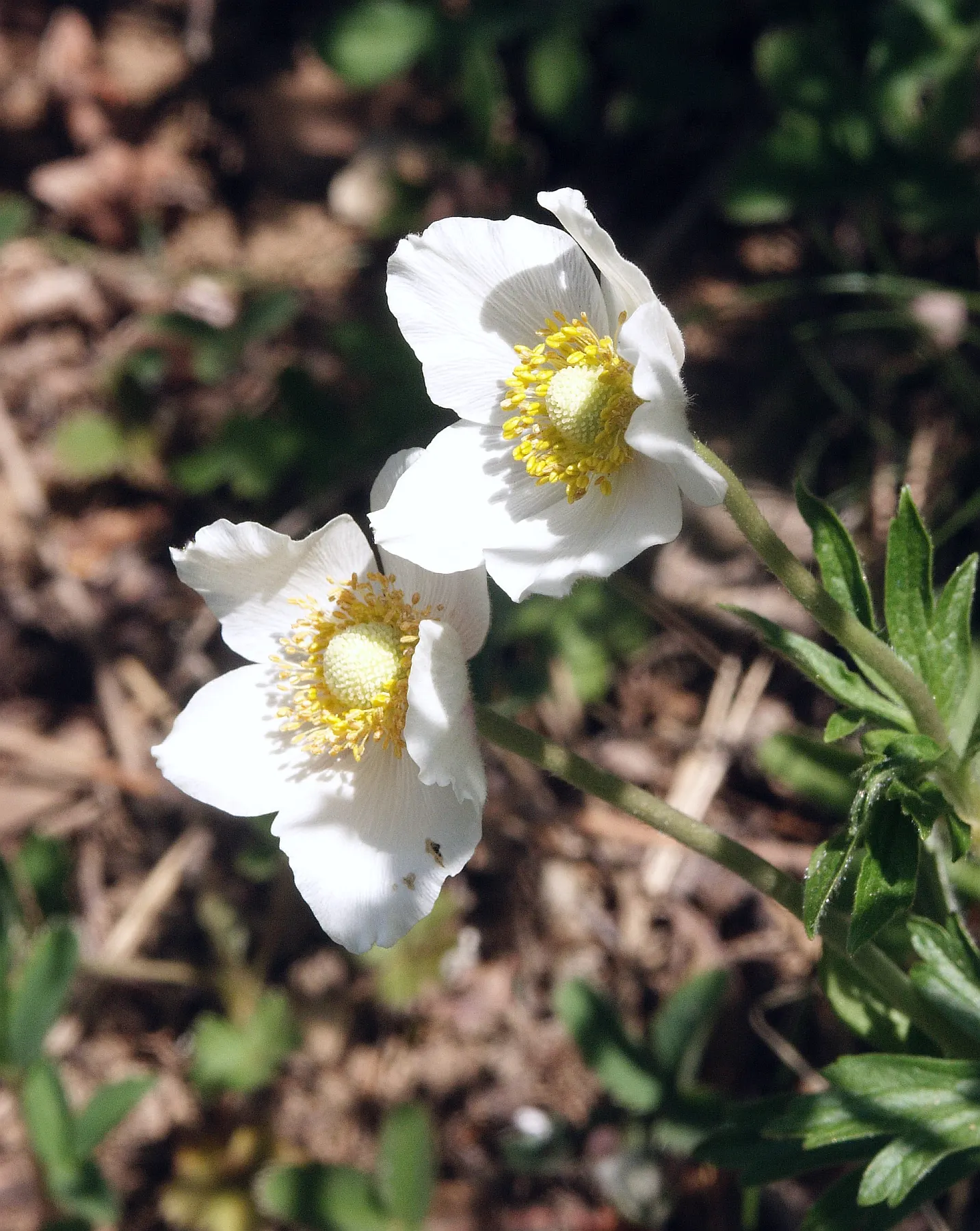 Snowdrop Anemone (Anemone Sylvestris) — ground cover / perennial for full or half or shade; adding both aesthetic and practical value to a selected, image 81
