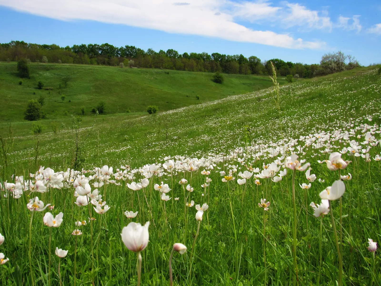 Snowdrop Anemone (Anemone Sylvestris) — is native to European woodlands but has adapted well to similar environments elsewhere; its fragrance is, image 61