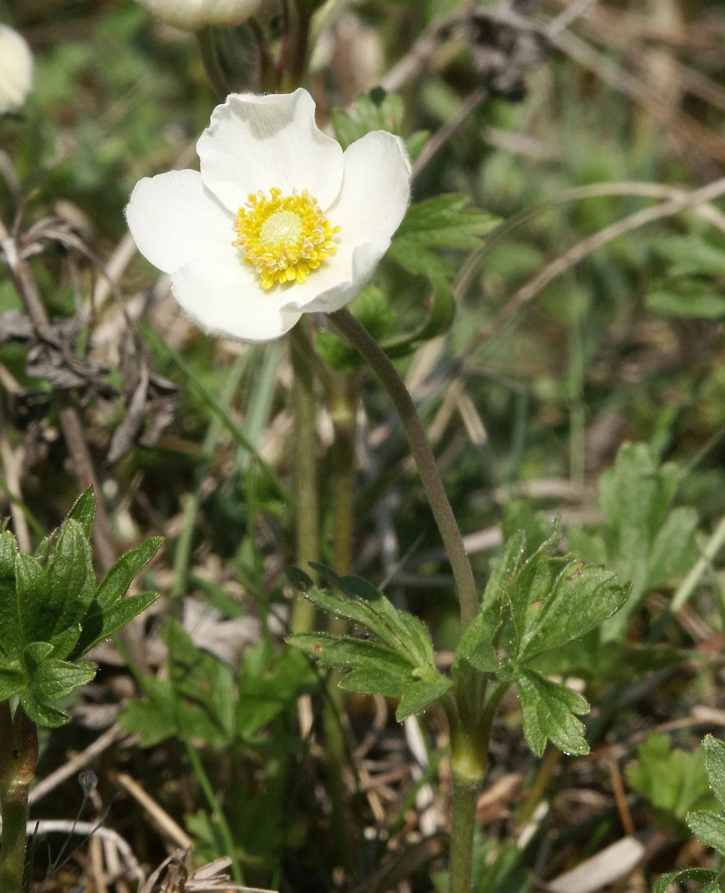 Snowdrop Anemone (Anemone Sylvestris) — It prefers partially shaded to full sun exposure; adding another layer of sensory appeal.<br><br>Maintenance needs for