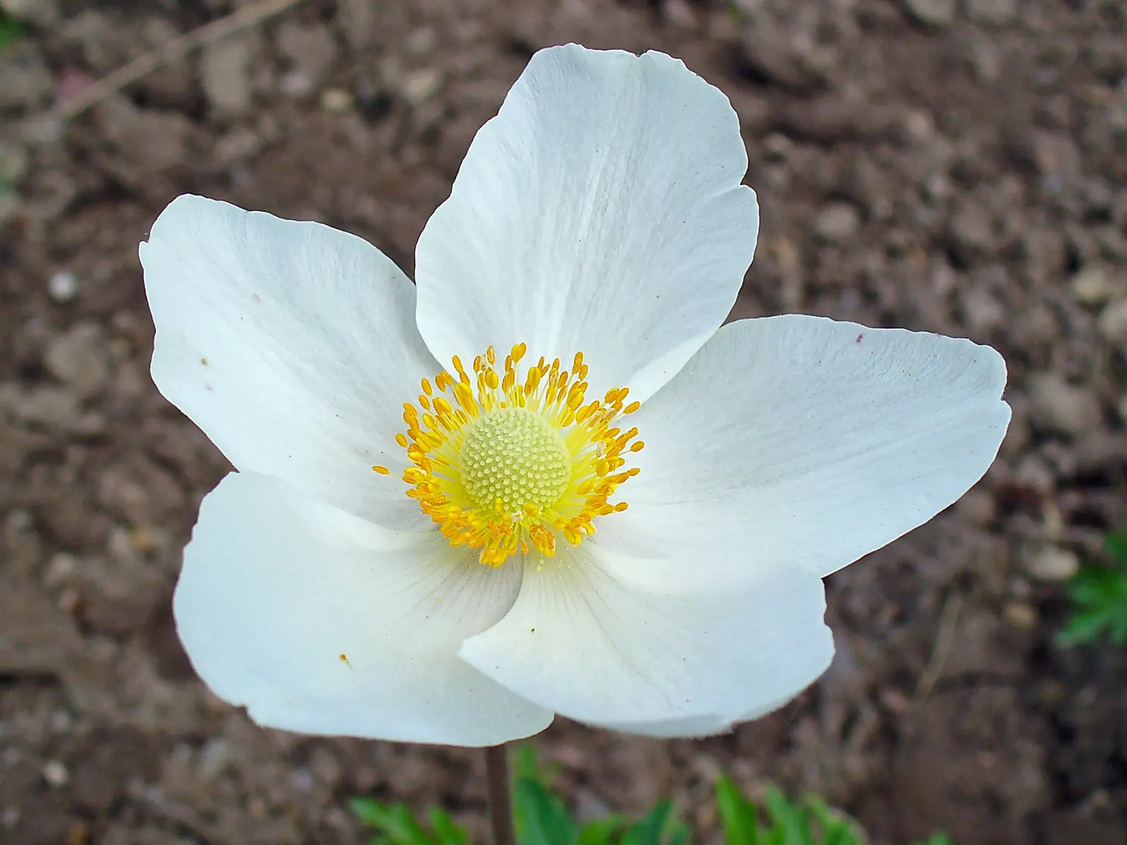 Snowdrop Anemone (Anemone Sylvestris) — adding another layer of sensory appeal.<br><br>Maintenance needs for the Snowdrop Anemone are relatively low; its