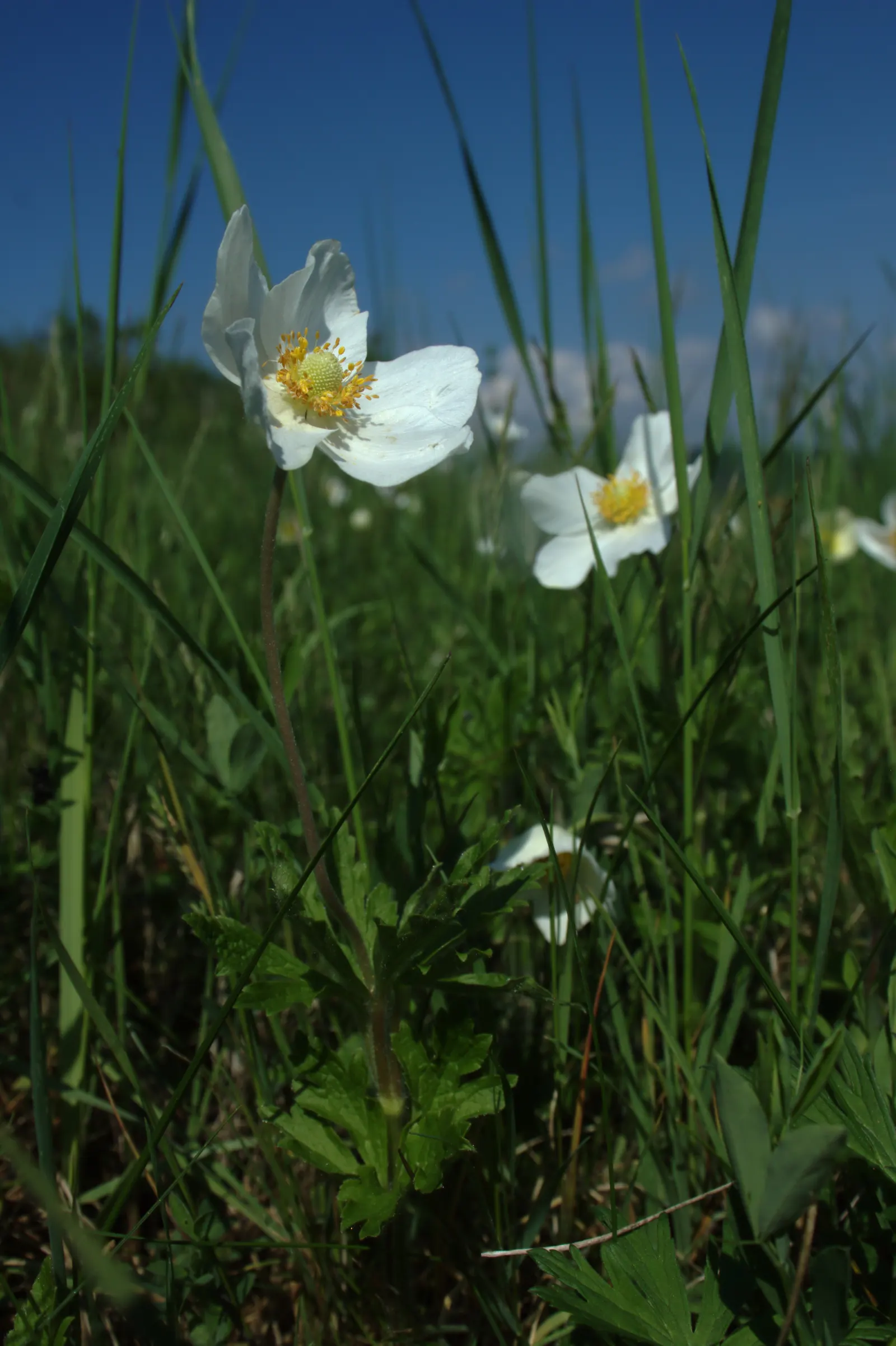 Snowdrop Anemone (Anemone Sylvestris) — pure white flowers measuring about 1 to 1.5 inches in diameter