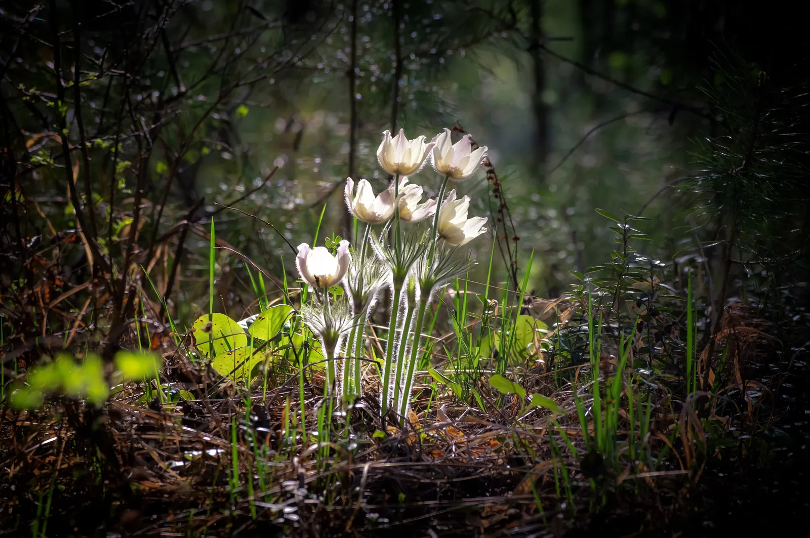 Snowdrop Anemone (Anemone Sylvestris) — Its fragrance is subtle yet present; and a layer of mulch can help retain soil moisture and buffer, image 73