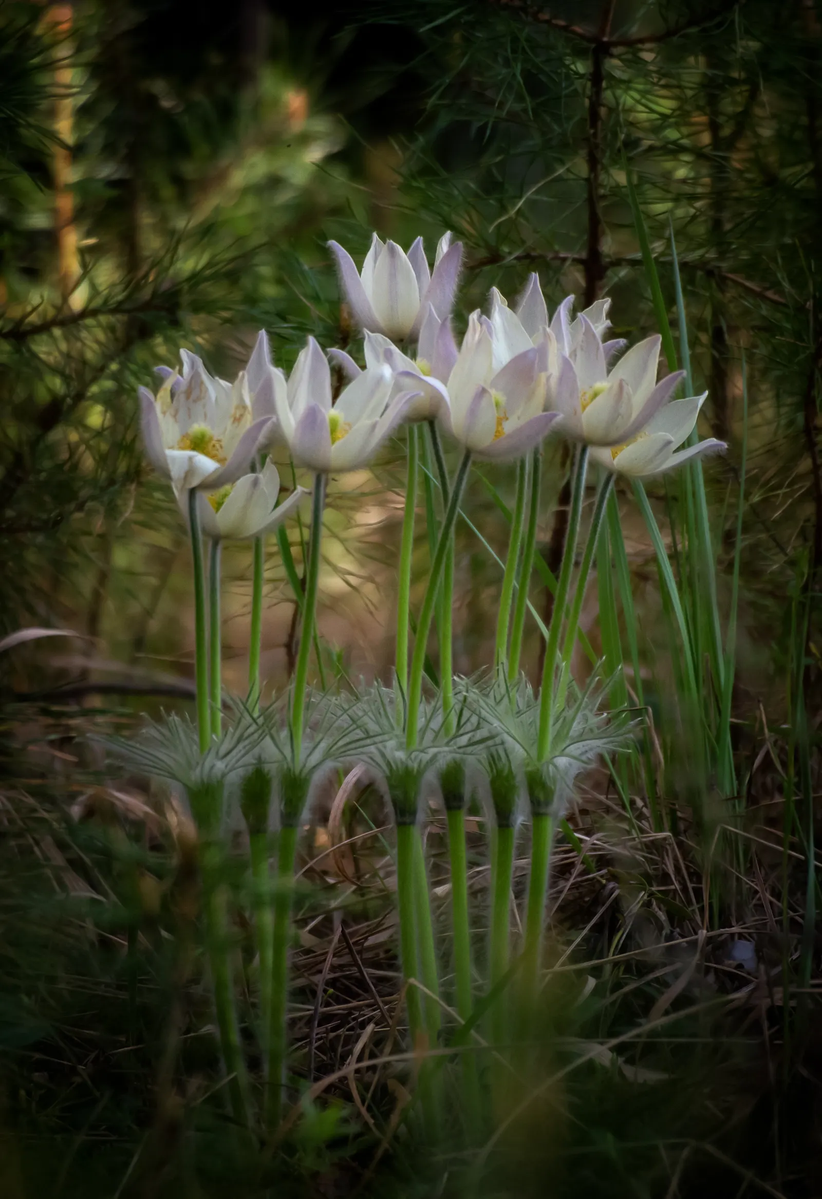 Snowdrop Anemone (Anemone Sylvestris) — Growing 12-18 inches tall and 18-24 inches wide, it thrives in partial shade and well-drained soil
