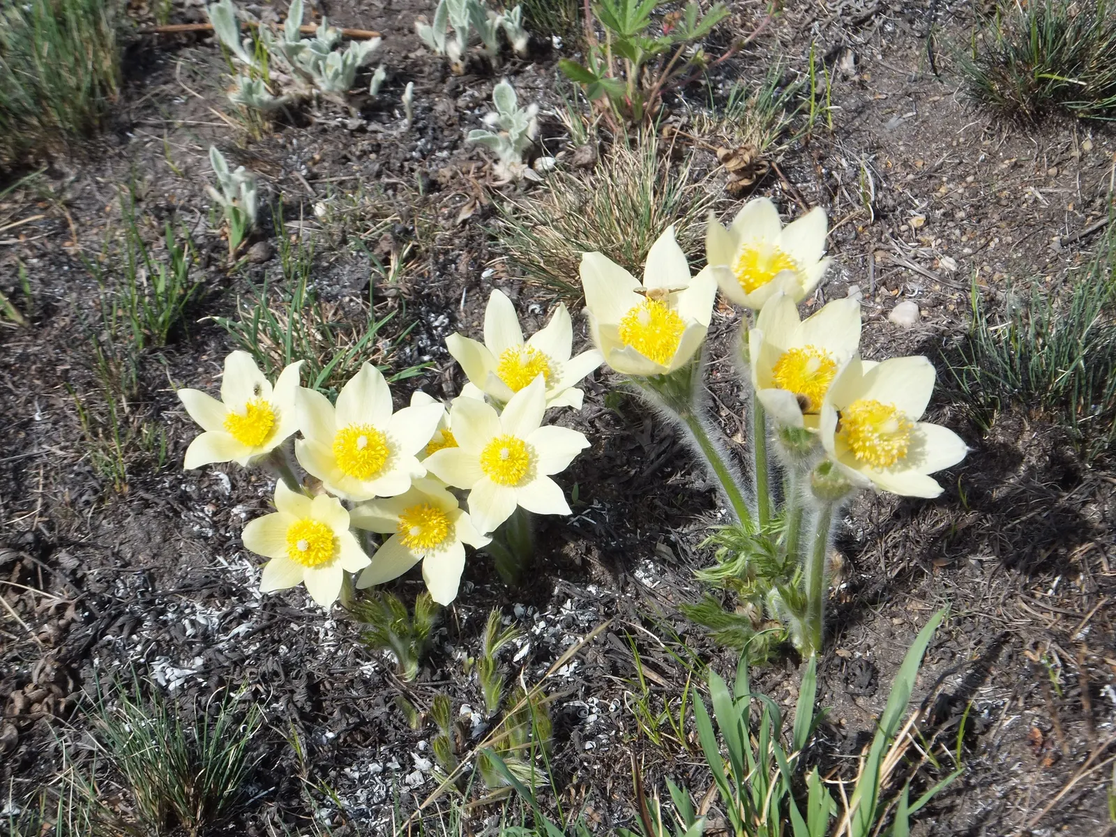 Snowdrop Anemone (Anemone Sylvestris) — adding another layer of sensory appeal.<br><br>Maintenance needs for the Snowdrop Anemone are relatively low
