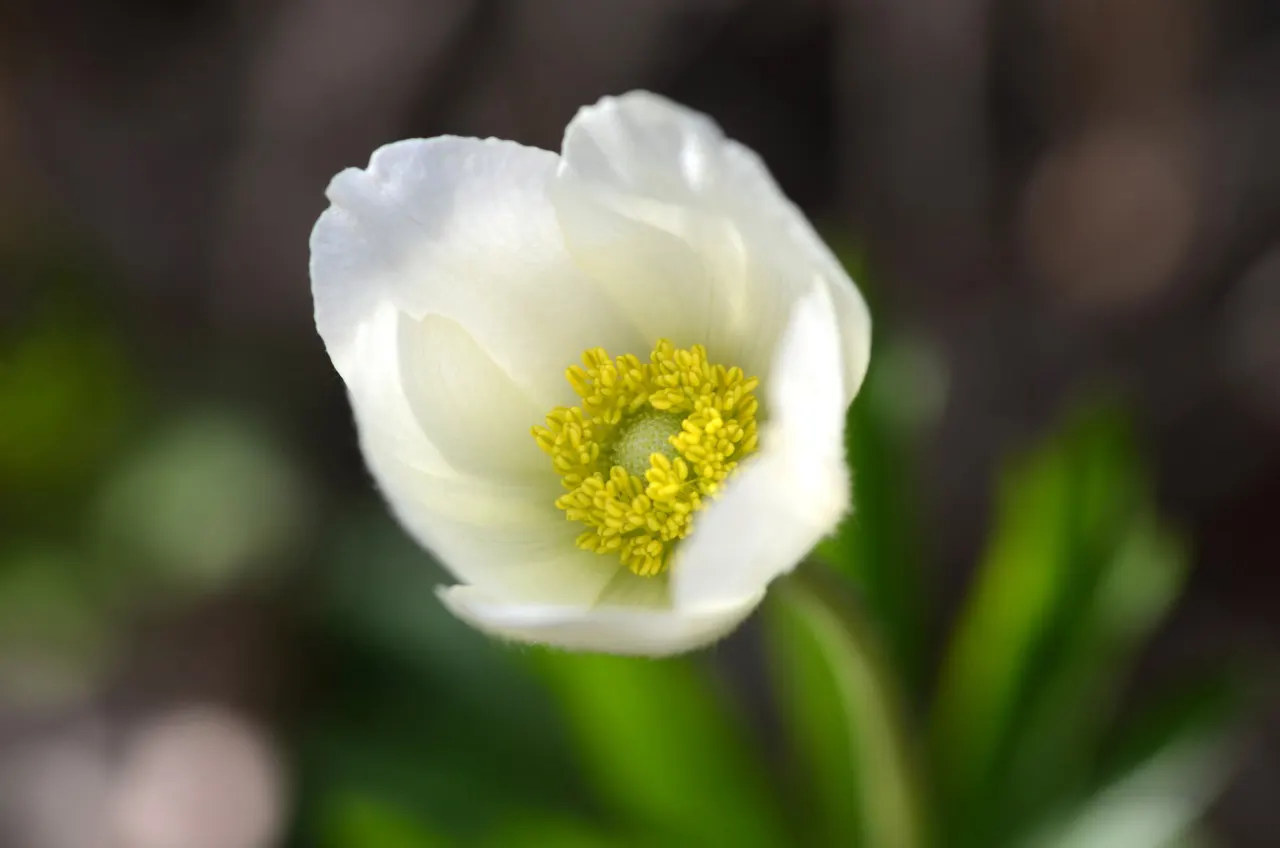 Snowdrop Anemone (Anemone Sylvestris) — providing a delightful contrast that can brighten up any garden space
