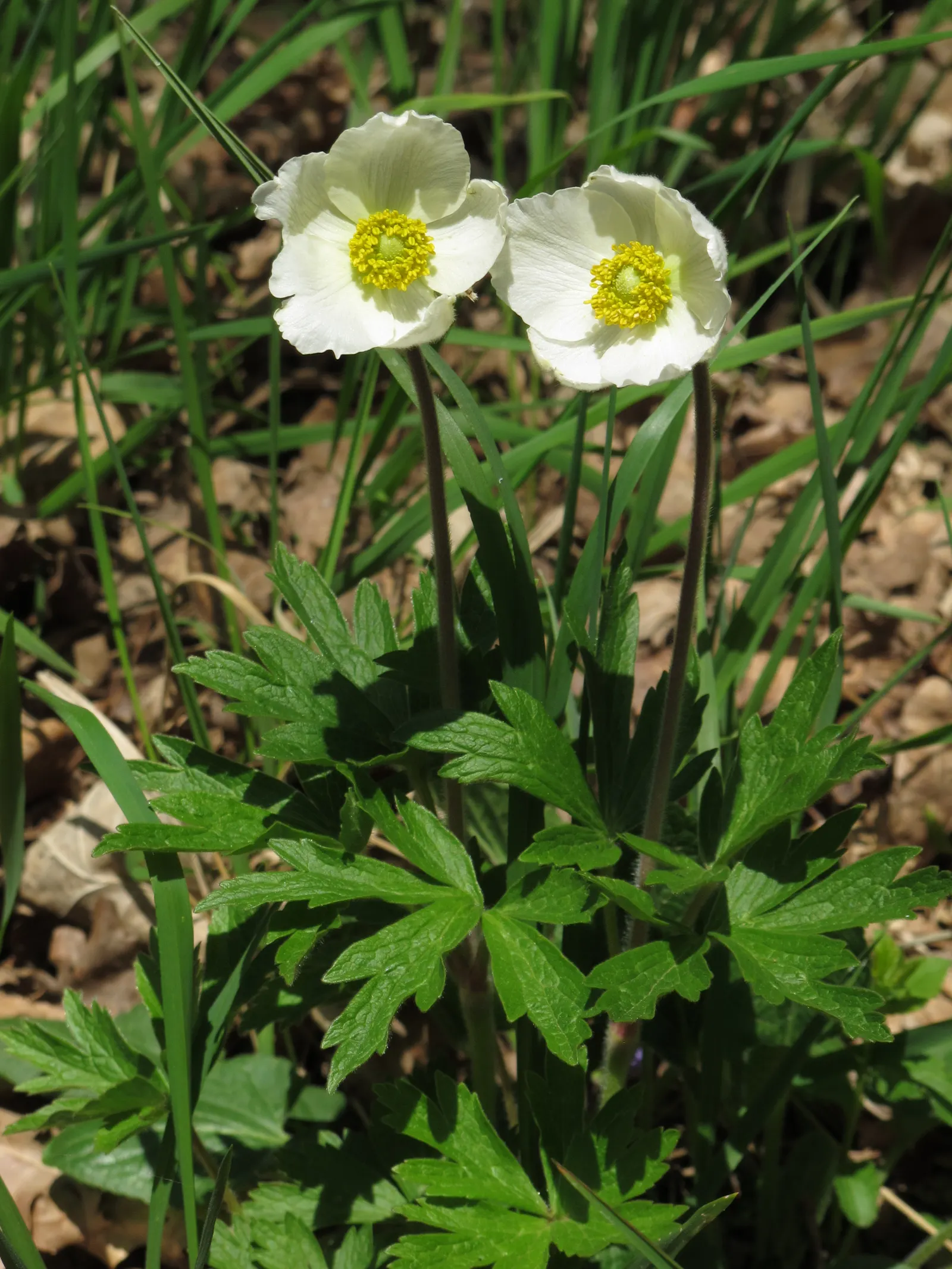 Snowdrop Anemone (Anemone Sylvestris) — with dappled sunlight replicating its native woodland habitat; ground cover / perennial for full or half or shade