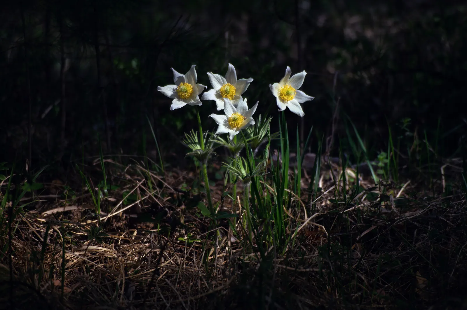 Snowdrop Anemone (Anemone Sylvestris) — is native to European woodlands but has adapted well to similar environments elsewhere; its fragrance is subtle yet