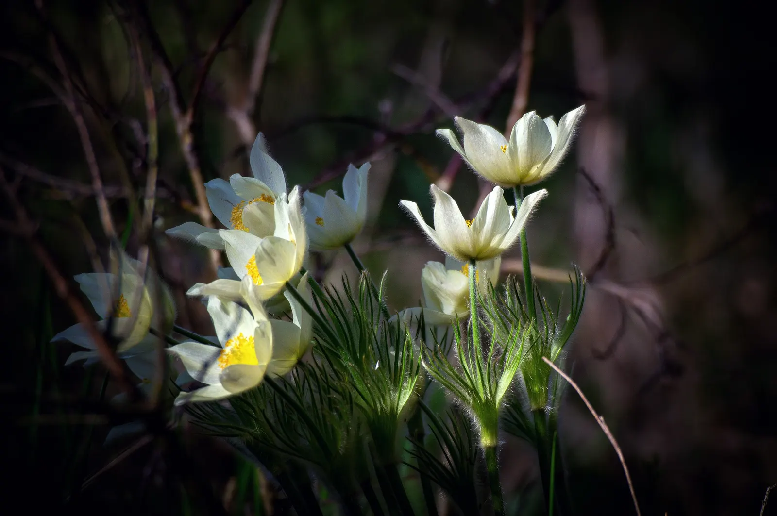 Snowdrop Anemone (Anemone Sylvestris) — Its attractive foliage provides a lush backdrop in woodland gardens or along borders; it prefers partially shaded to