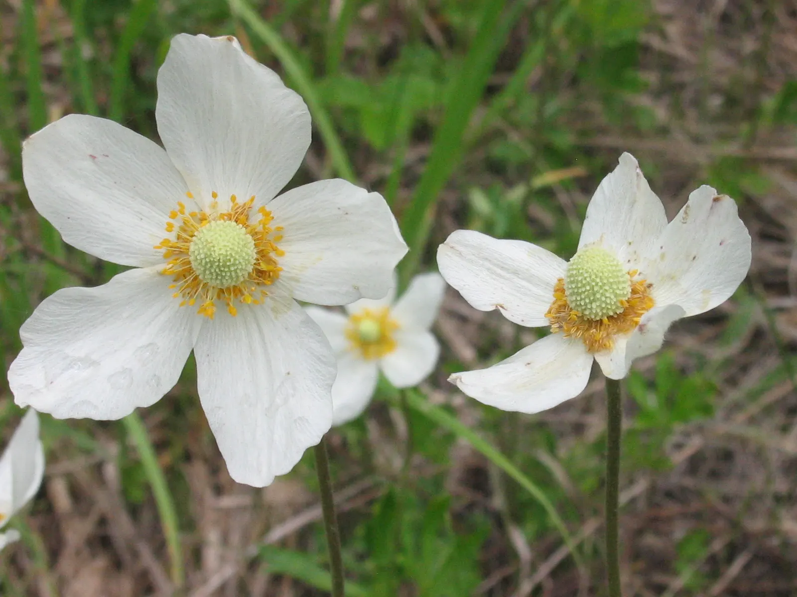 Snowdrop Anemone (Anemone Sylvestris) — belonging to the buttercup family (Ranunculaceae); with dappled sunlight replicating its native woodland habitat