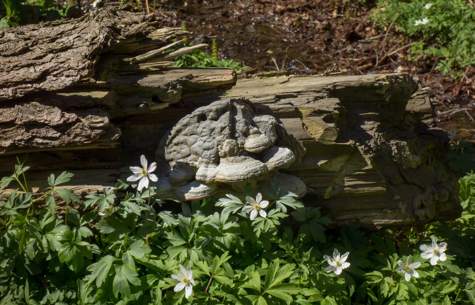 Snowdrop Anemone (Anemone Sylvestris) — belonging to the buttercup family (Ranunculaceae); with dappled sunlight replicating its native woodland, image 60