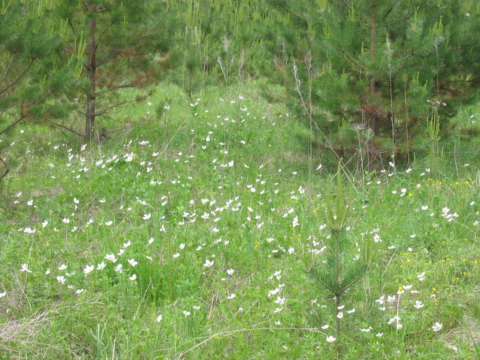 Snowdrop Anemone (Anemone Sylvestris) — the foliage should be cut back to ground level to promote healthy growth for the following season